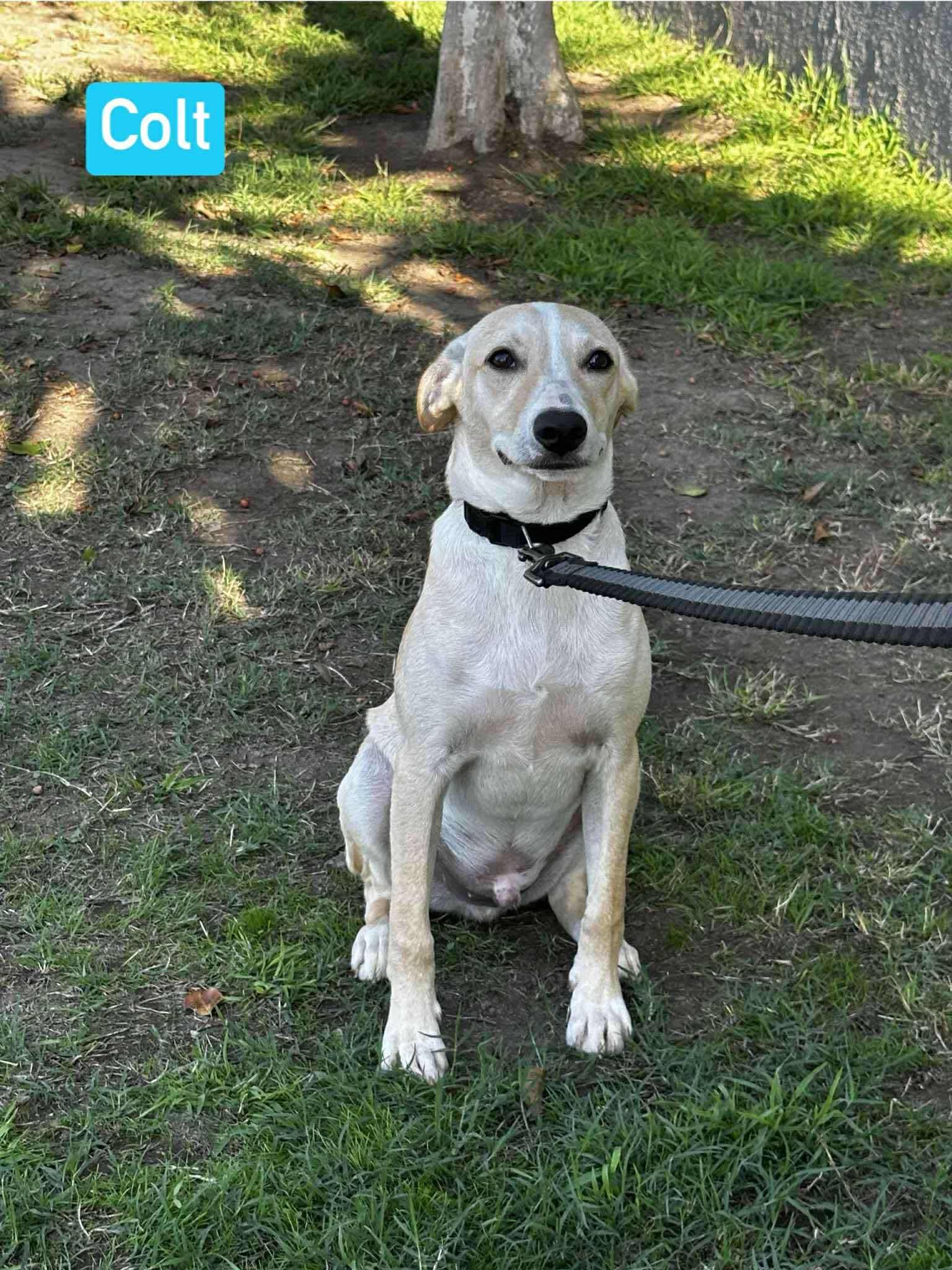 Colt, Adoptable, Puppy Male Mixed Breed.
