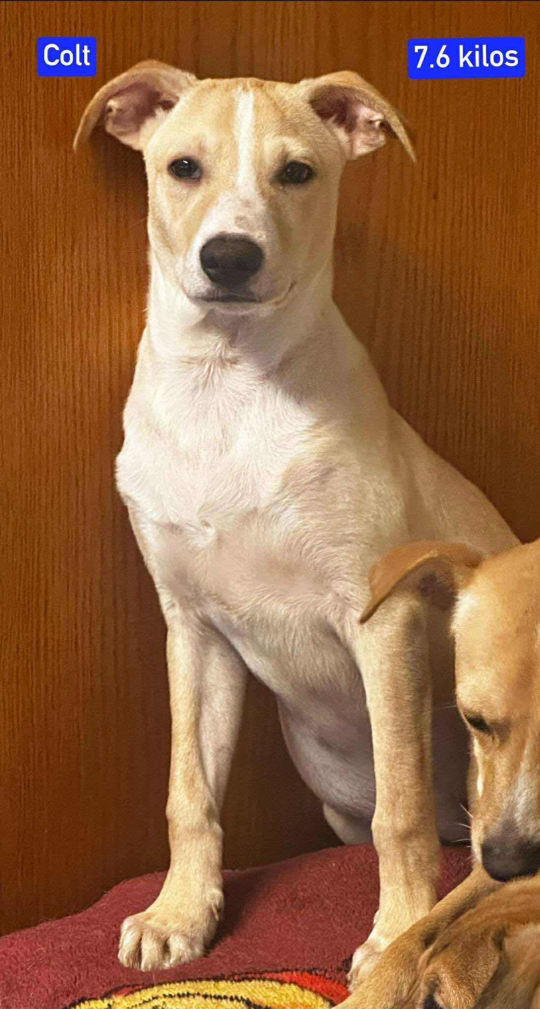 Enlarge Colt, a Adoptable Mixed Breed in Puyallup, WA image 2/4