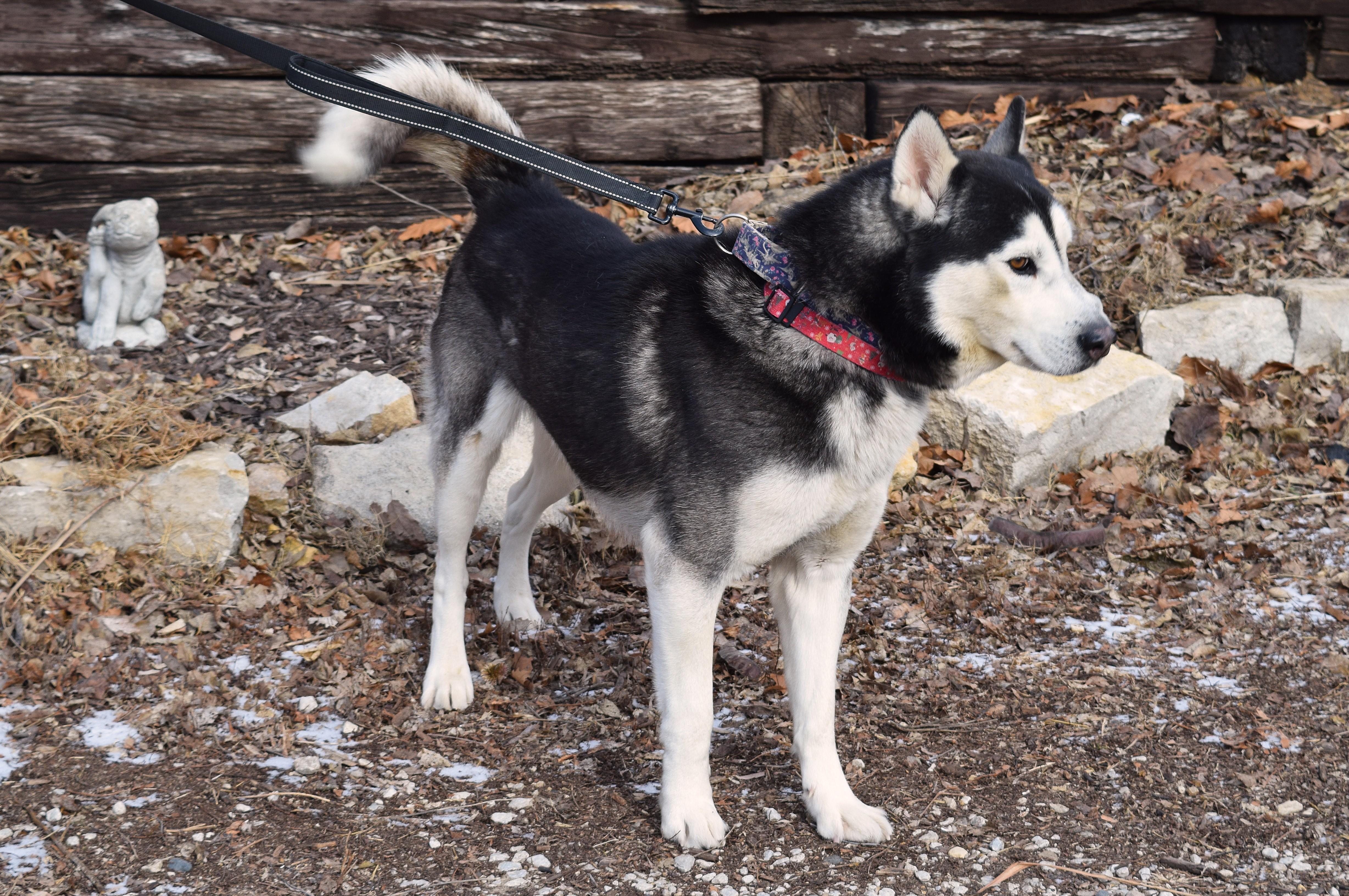 Enlarge Jango, a ADOPTABLE mixed breed in Parkville, MO image 5/5
