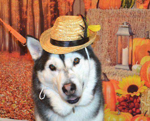 Jango, ADOPTABLE, Adult Male Husky.