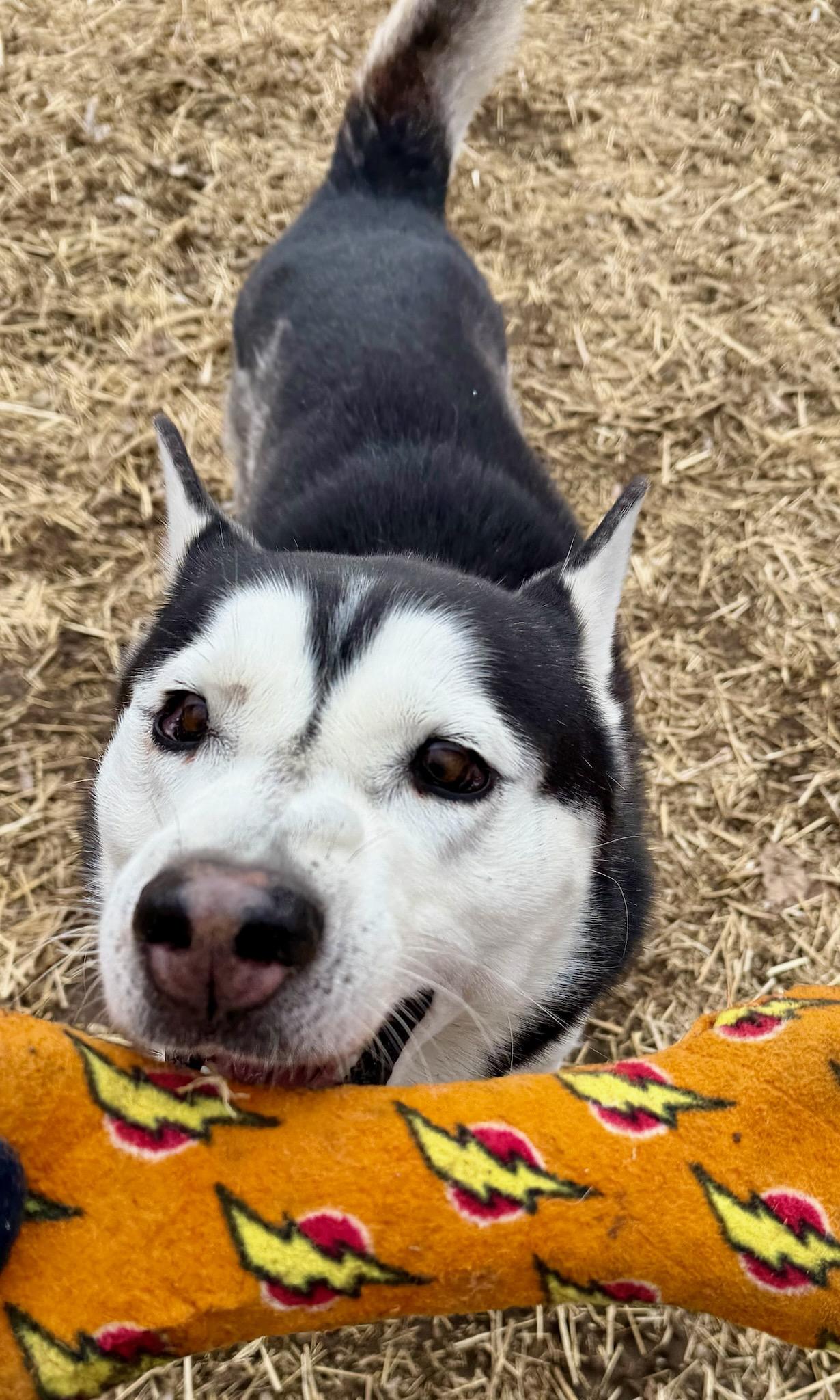 Enlarge Jango, a ADOPTABLE mixed breed in Parkville, MO image 3/5