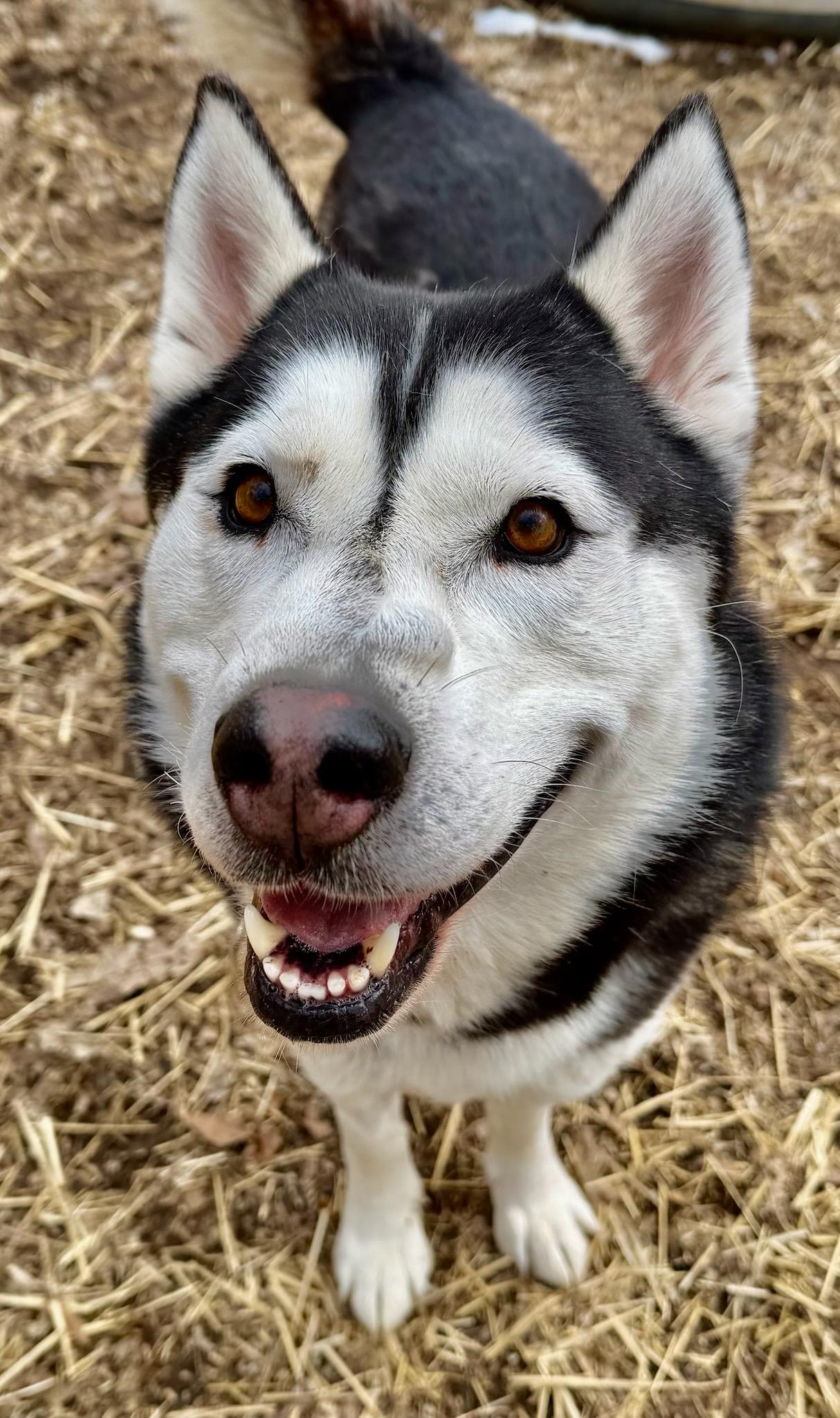 Jango, ADOPTABLE, Adult Male Husky.