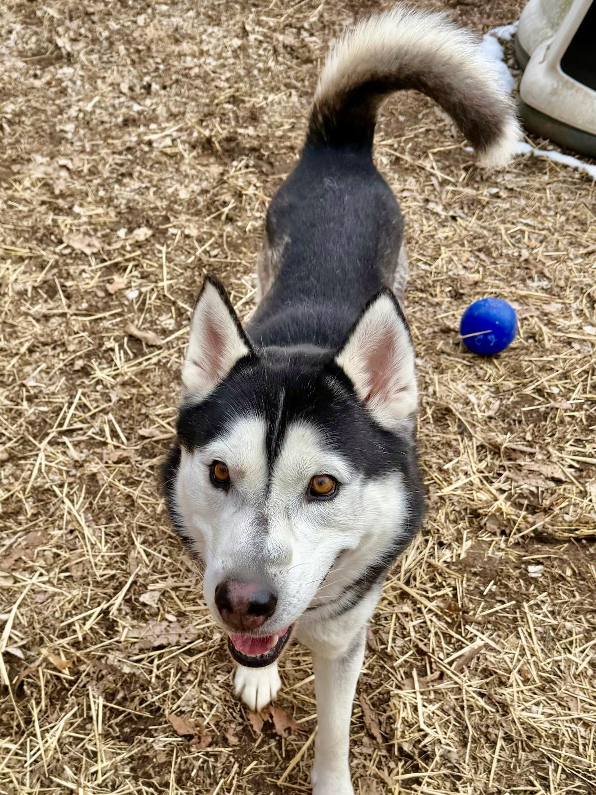 Enlarge Jango, a ADOPTABLE mixed breed in Parkville, MO image 4/5