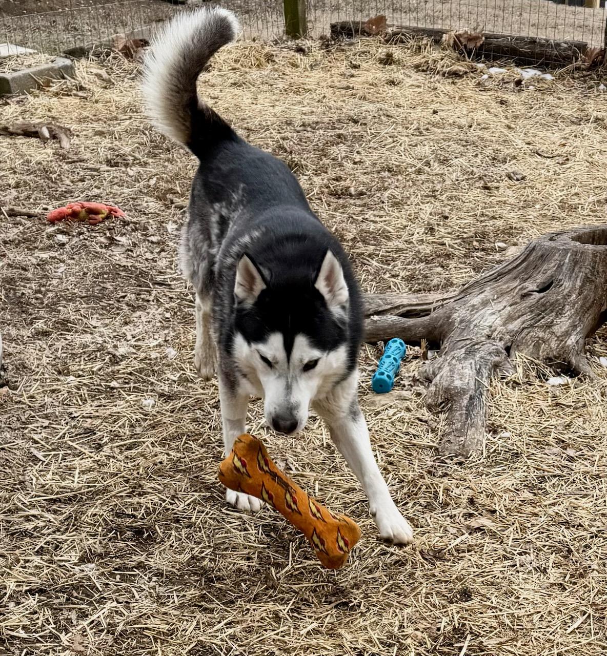 Jango — thumbnail 5