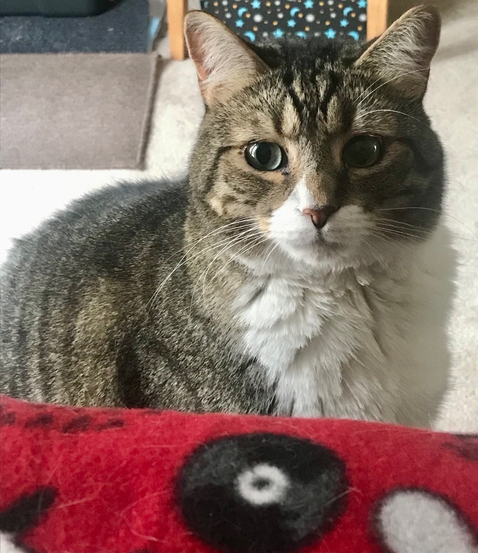 Apollo, a Adoptable Domestic Short Hair in Winston-Salem, NC image 1/12