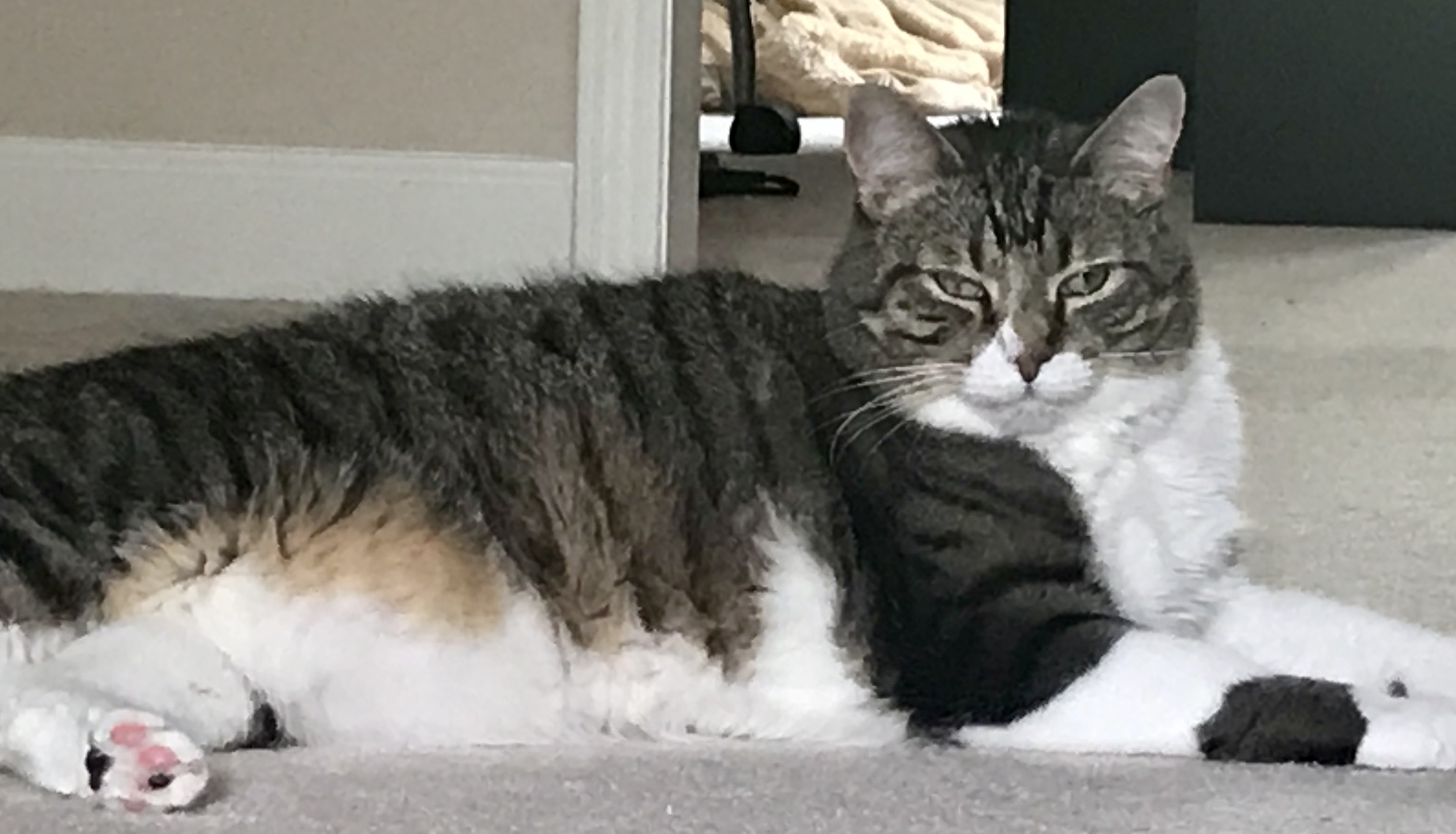 Apollo, a Adoptable Domestic Short Hair in Winston-Salem, NC image 2/12