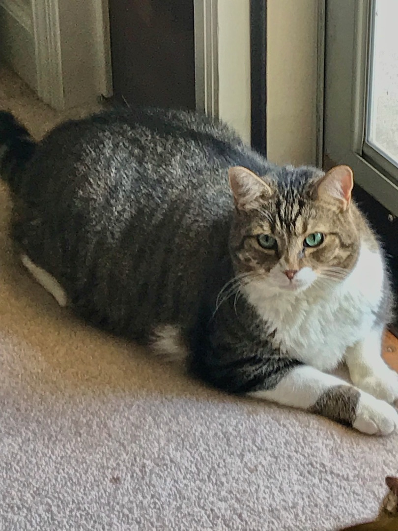 Apollo, a Adoptable Domestic Short Hair in Winston-Salem, NC image 3/12