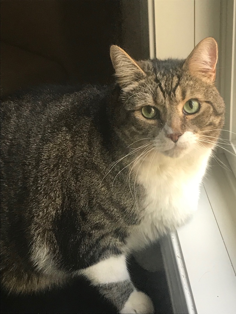 Apollo, a Adoptable Domestic Short Hair in Winston-Salem, NC image 4/12