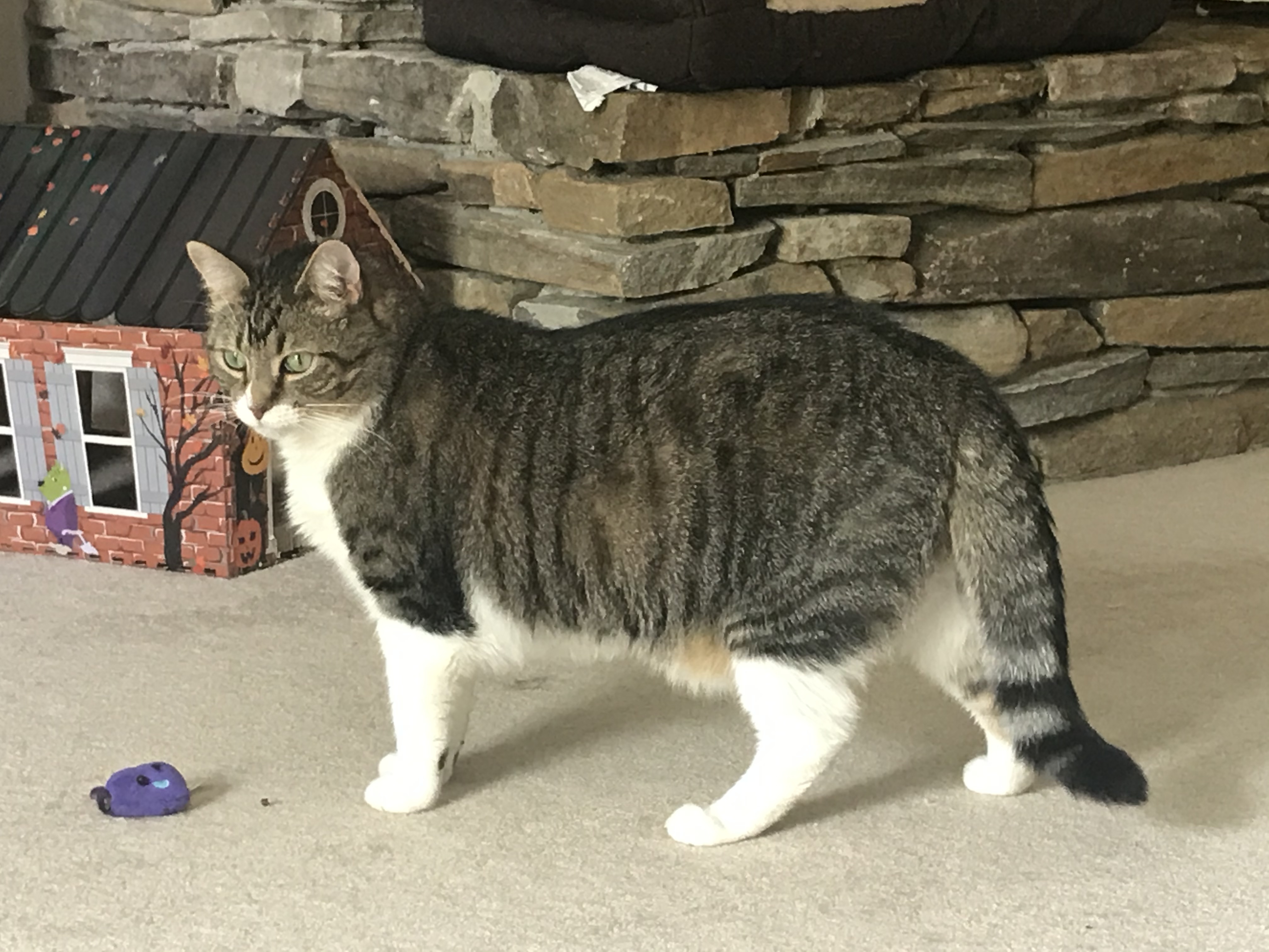 Apollo, a Adoptable Domestic Short Hair in Winston-Salem, NC image 5/12