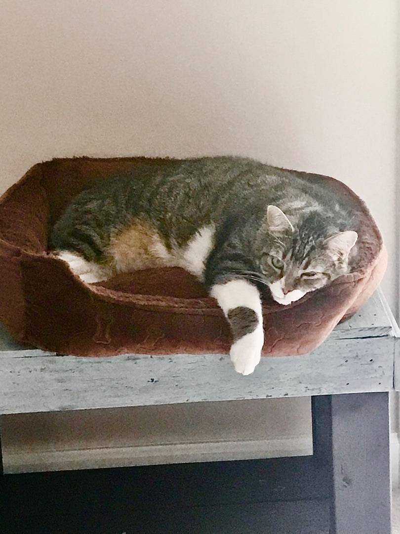 Apollo, a Adoptable Domestic Short Hair in Winston-Salem, NC image 6/12