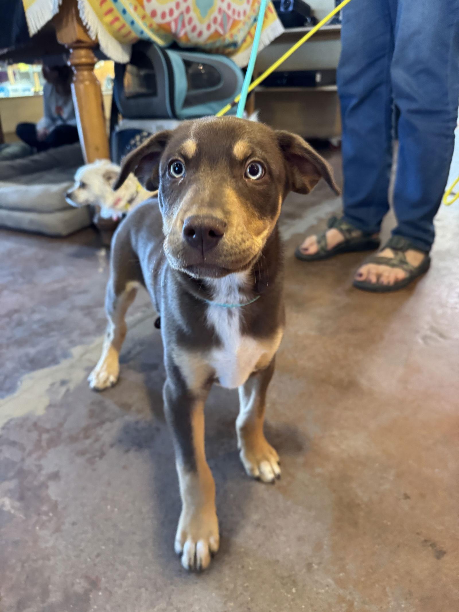 Enlarge Milan, a Adoptable mixed breed in Williamsburg, NM image 1/3