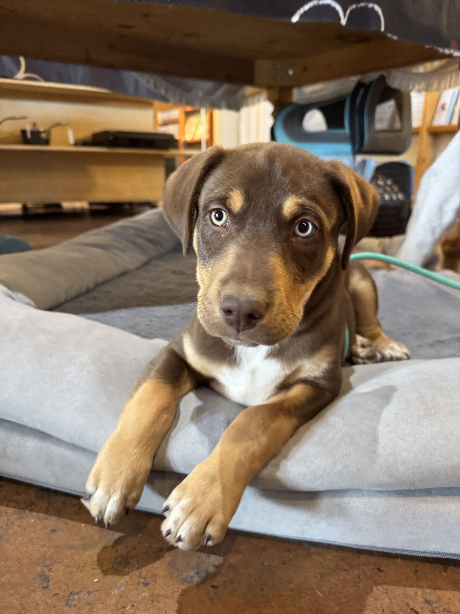 Enlarge Milan, a Adoptable mixed breed in Williamsburg, NM image 3/3