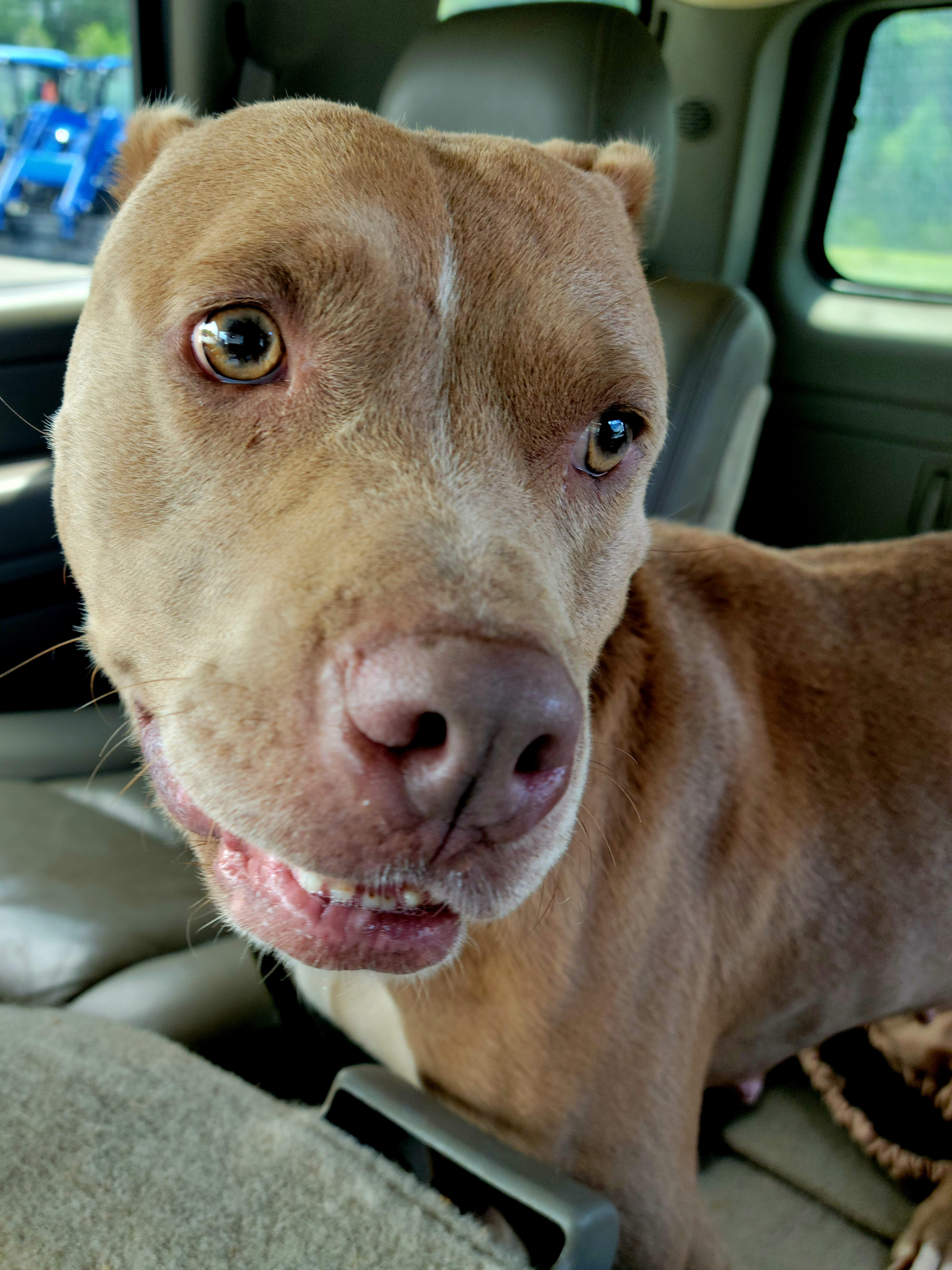 Enlarge Sally, a Adoptable Pit Bull Terrier in Chase City, VA image 1/4