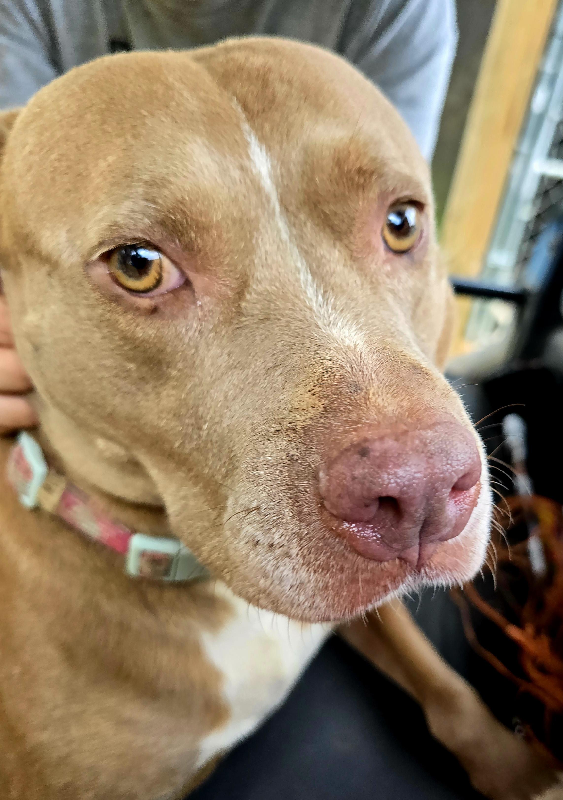 Sally, Adoptable, Adult Female Pit Bull Terrier.