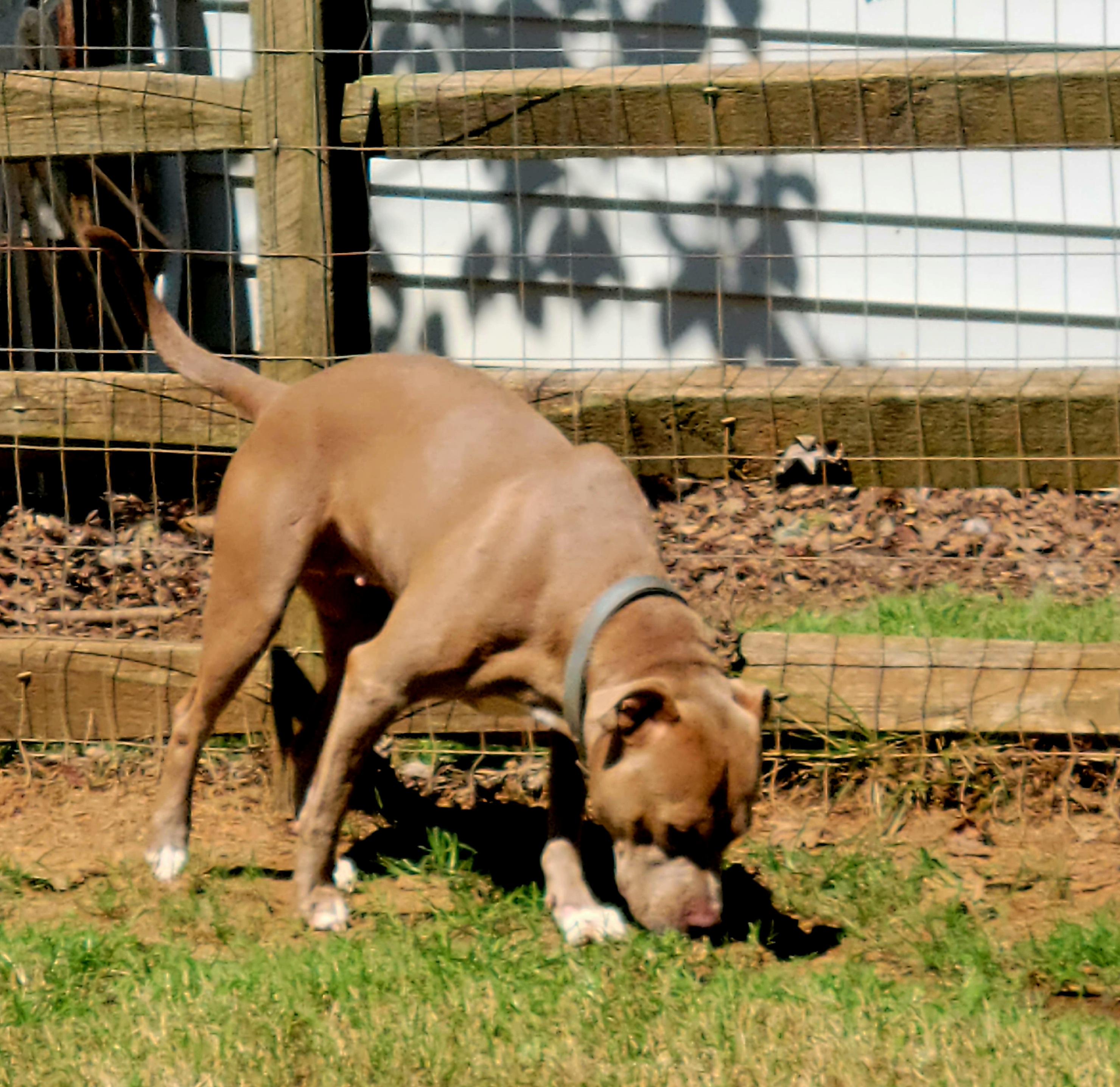 Enlarge Sally, a Adoptable Pit Bull Terrier in Chase City, VA image 3/4