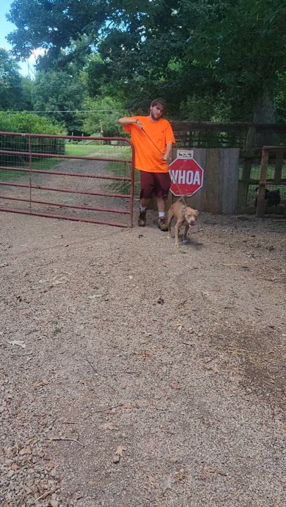 Enlarge Sally, a Adoptable Pit Bull Terrier in Chase City, VA video 4/4