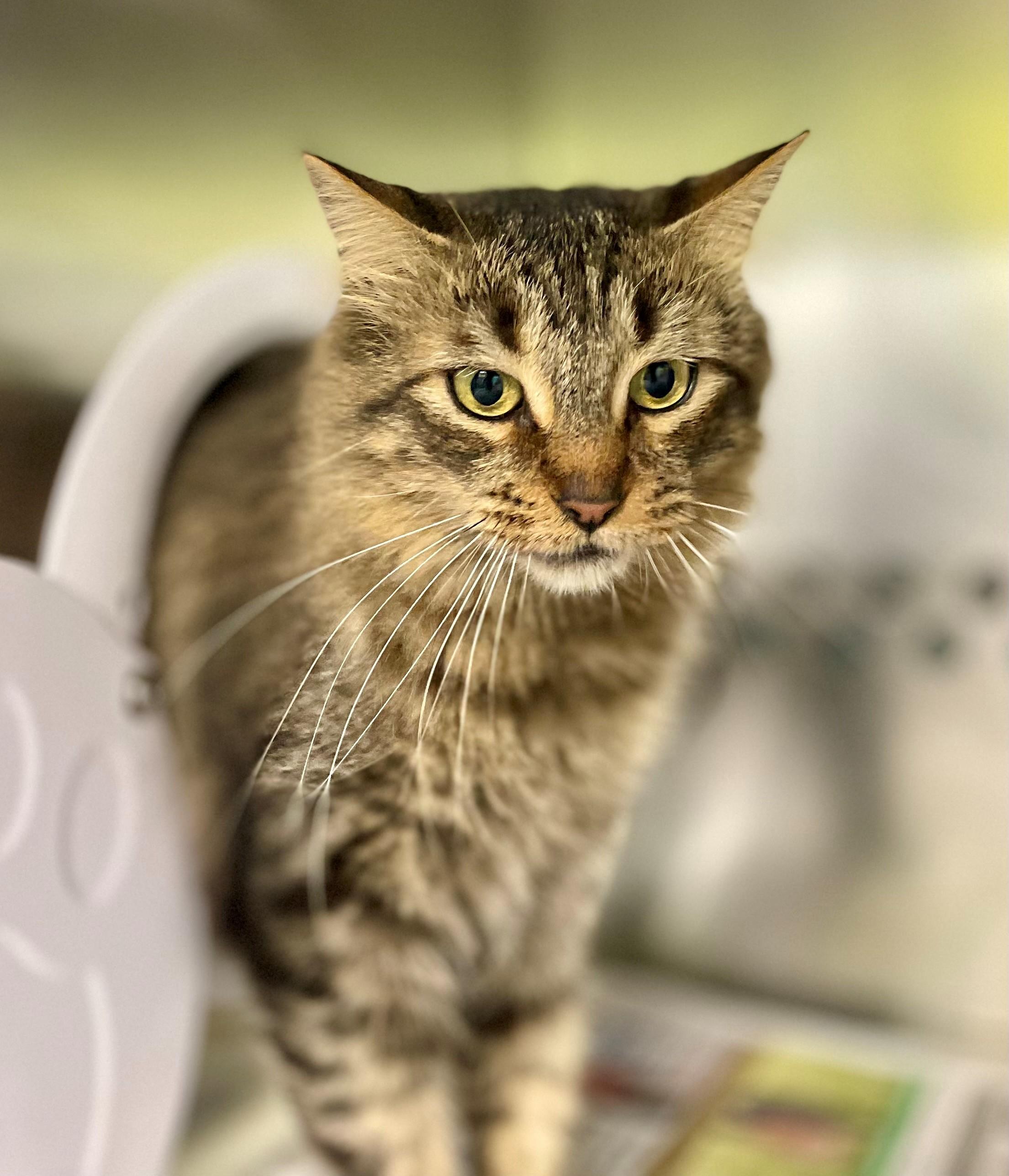 Enlarge Gabby, a Adoptable Domestic Medium Hair in Hamilton, ON image 2/5