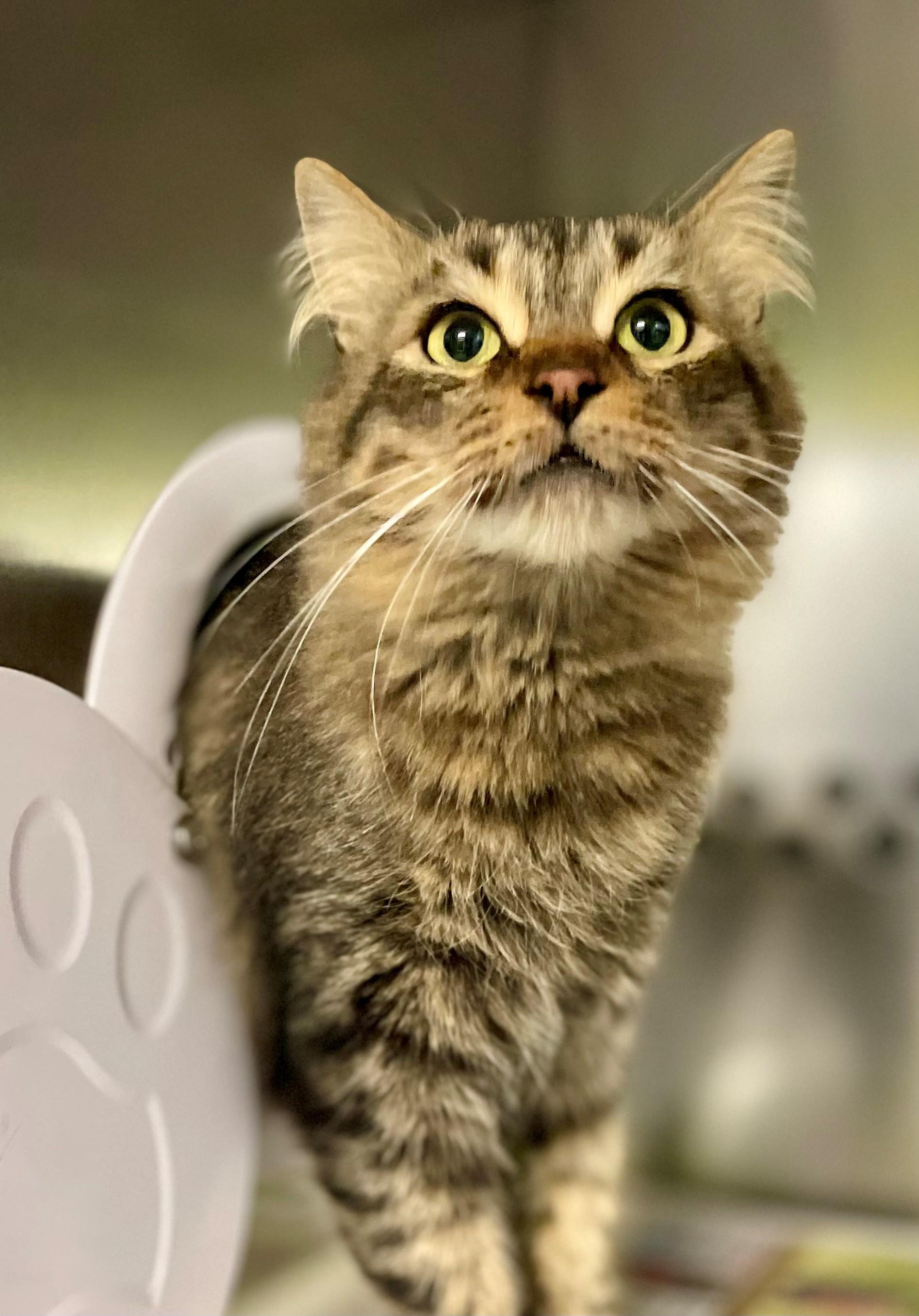 Gabby, Adoptable, Adult Female Domestic Medium Hair.