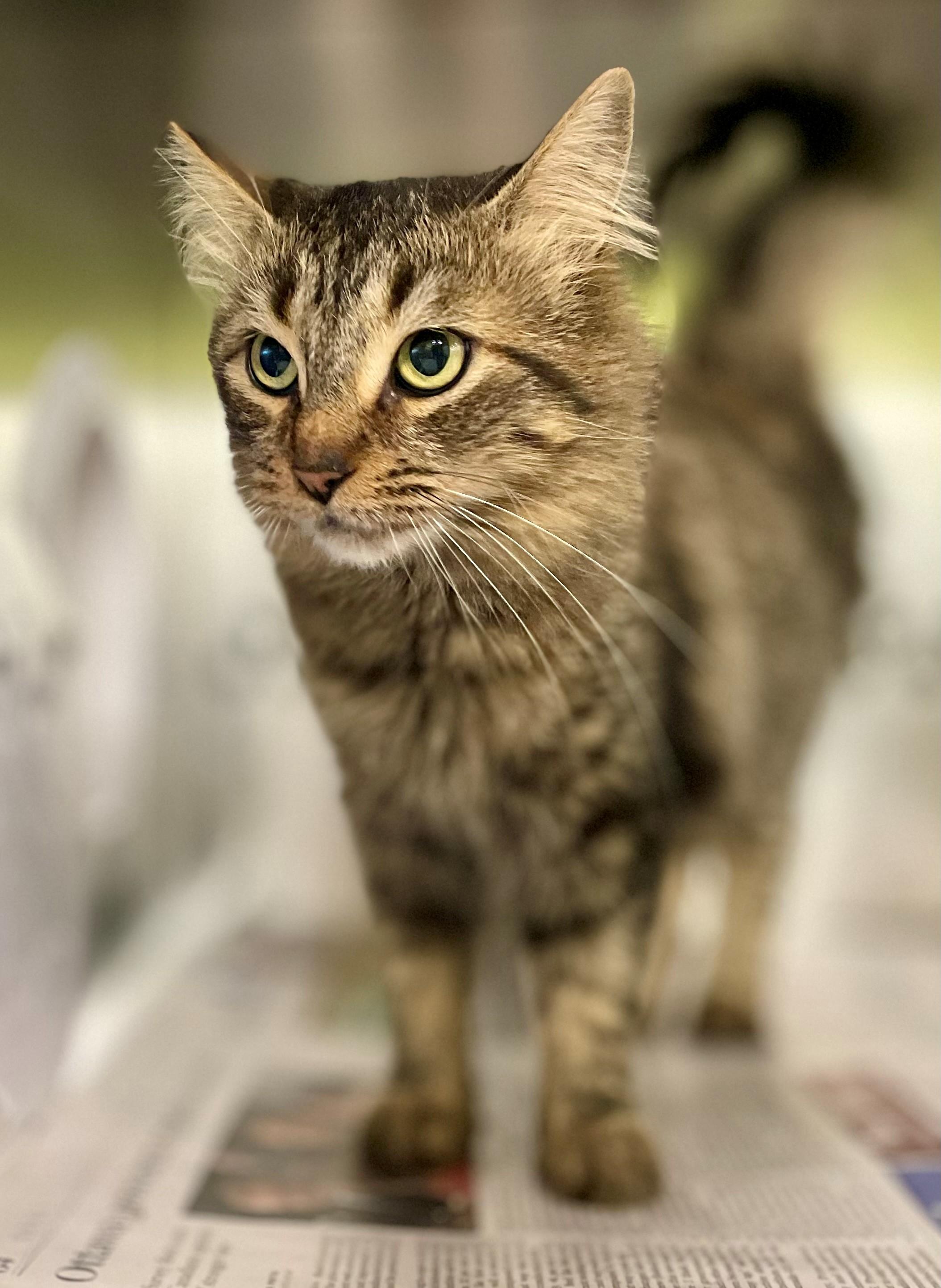 Enlarge Gabby, a Adoptable Domestic Medium Hair in Hamilton, ON image 3/5