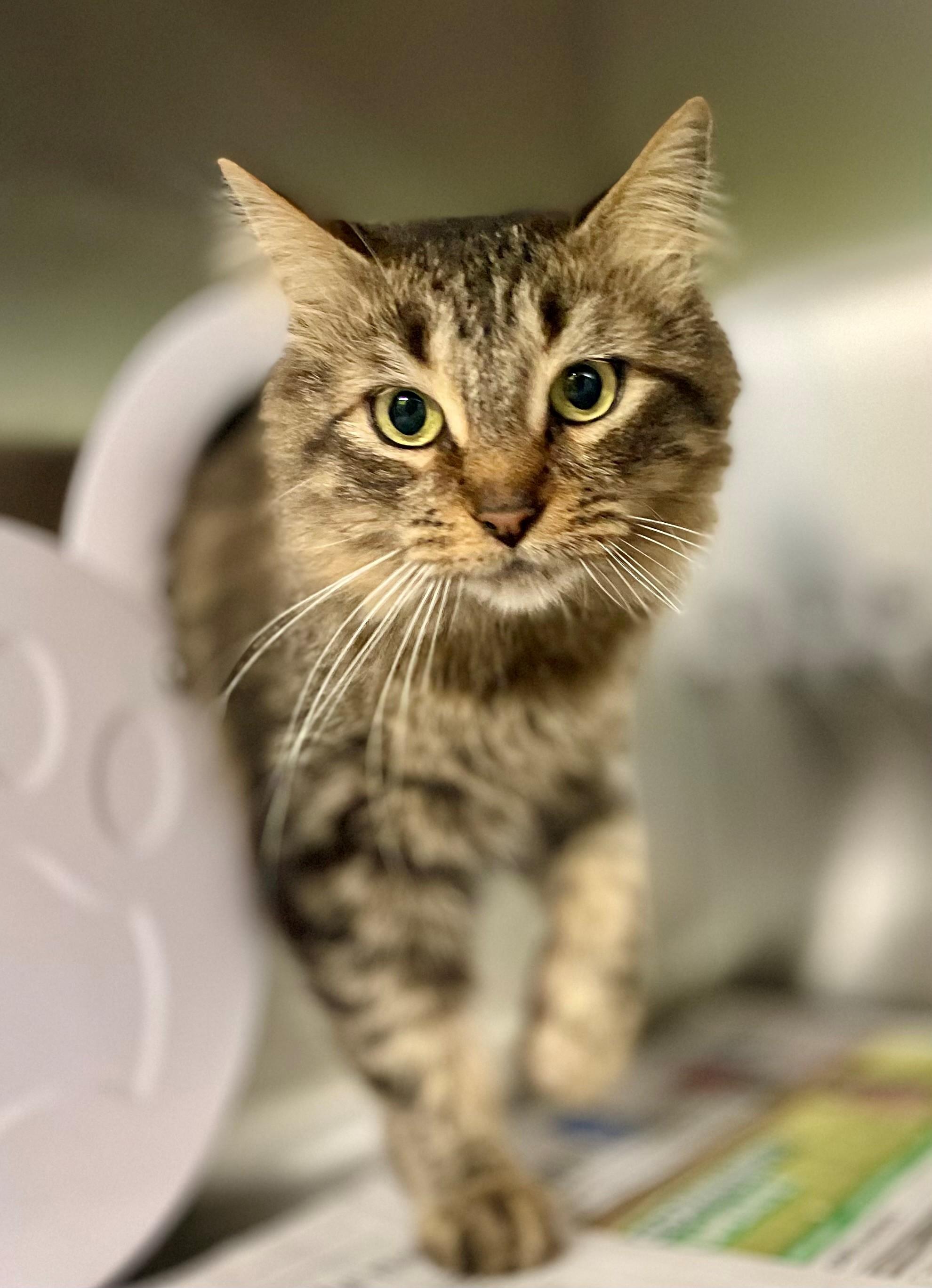 Enlarge Gabby, a Adoptable Domestic Medium Hair in Hamilton, ON image 4/5