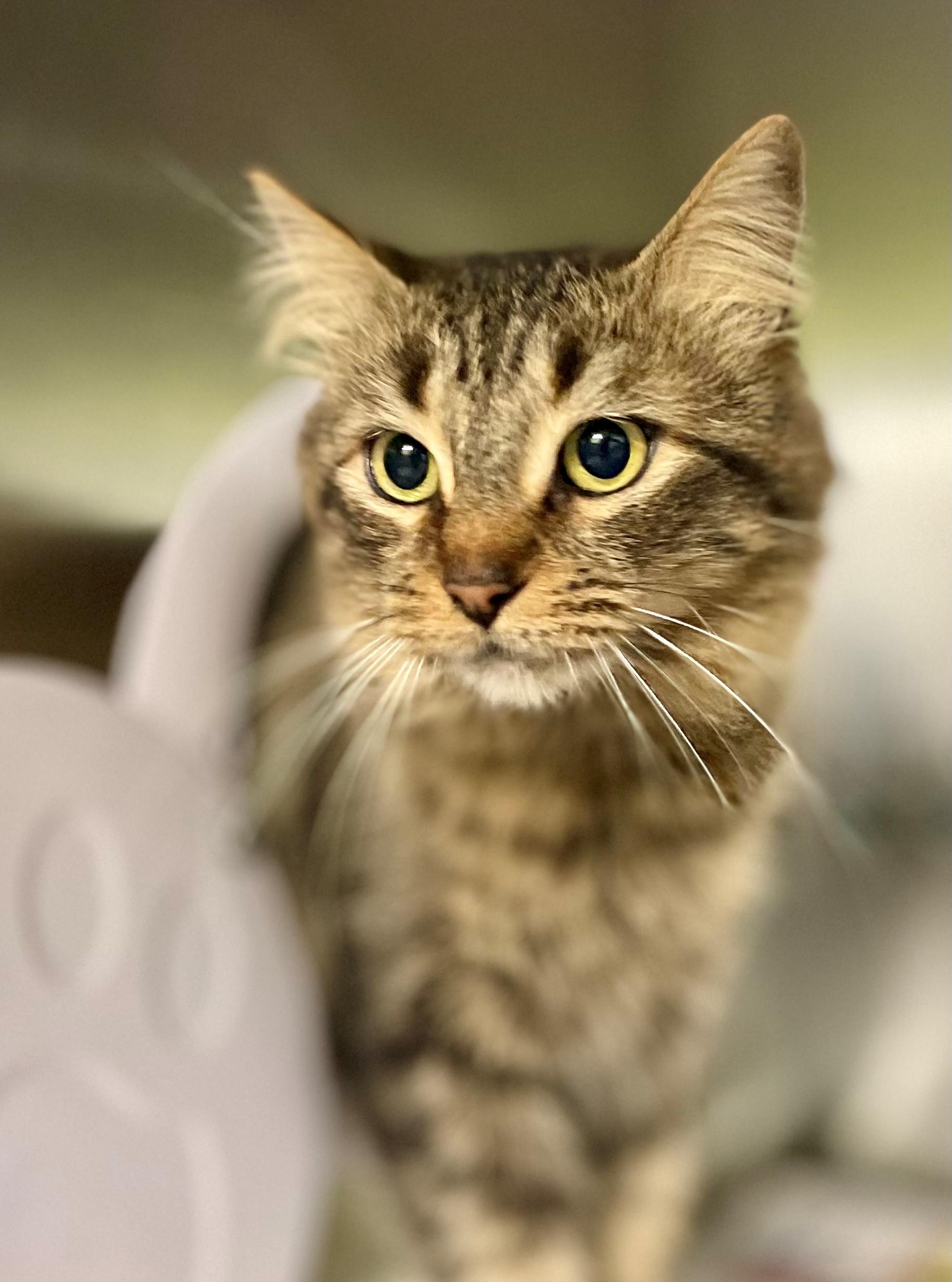 Enlarge Gabby, a Adoptable Domestic Medium Hair in Hamilton, ON image 5/5