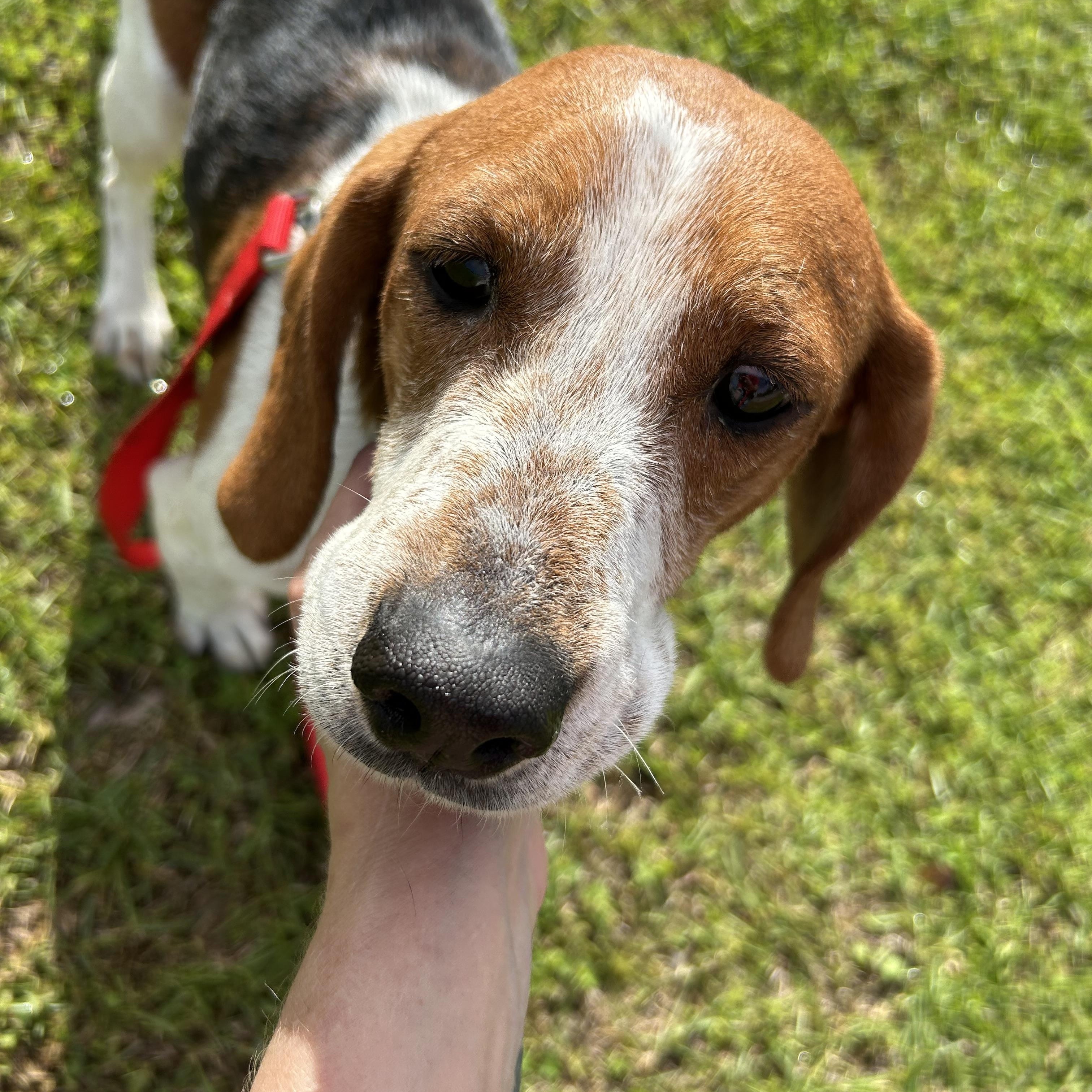 Ginger, Adult Female Beagle