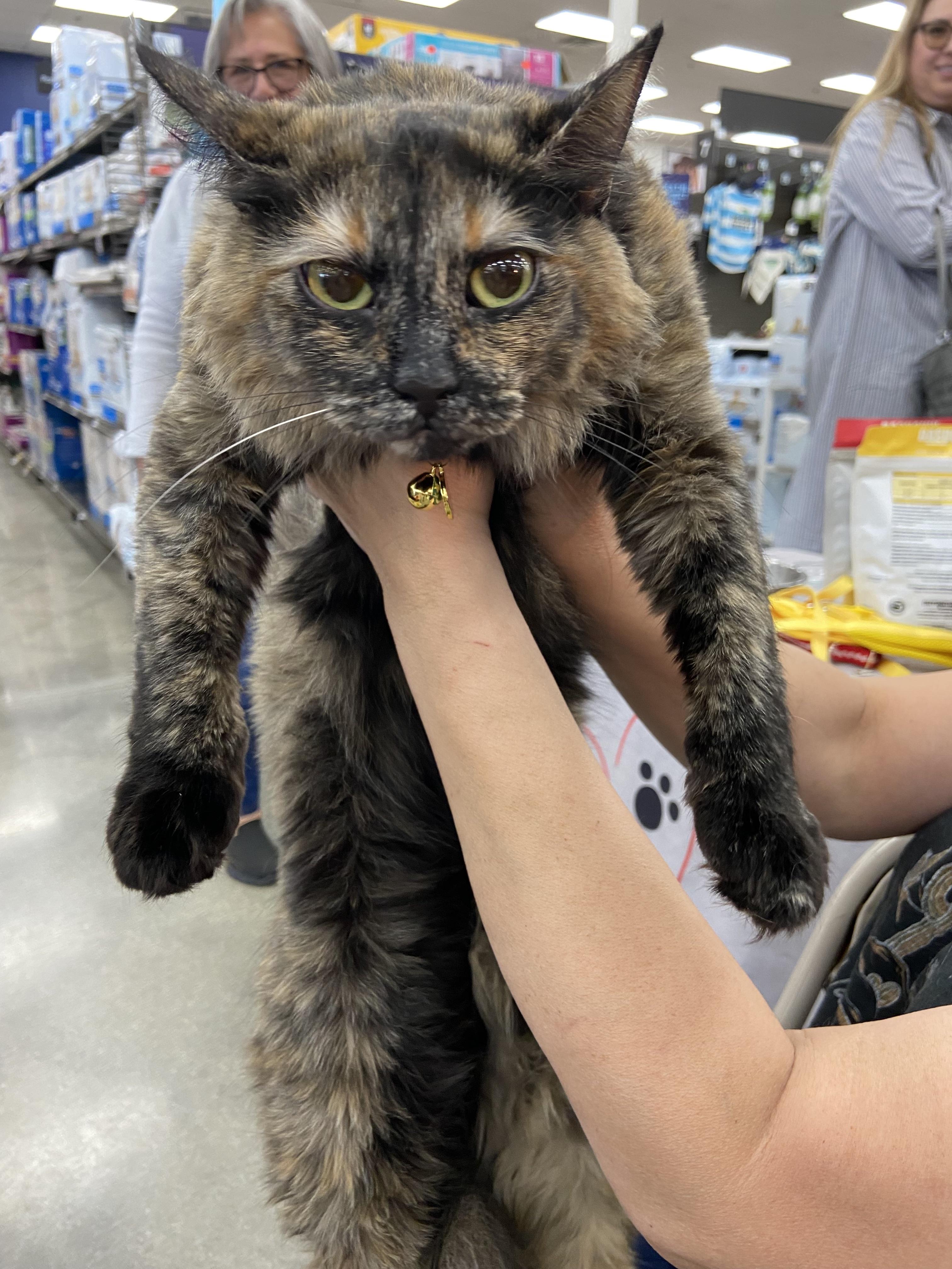 Enlarge Tori, a ADOPTABLE Tortoiseshell in Monrovia , CA image 1/3