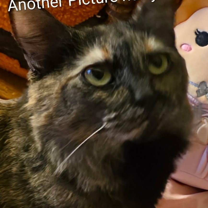Enlarge Tori, a ADOPTABLE Tortoiseshell in Monrovia , CA image 2/3