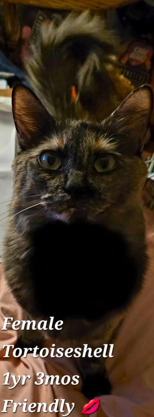 Enlarge Tori, a ADOPTABLE Tortoiseshell in Monrovia , CA image 3/3