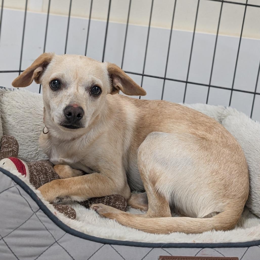 Enlarge Freddy, a Adoptable mixed breed in Buchanan Dam, TX image 1/2