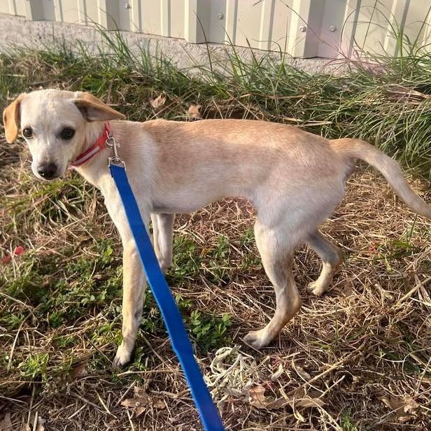 Enlarge Freddy, a Adoptable mixed breed in Buchanan Dam, TX image 2/2