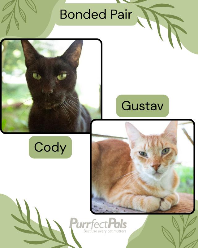 Cody, a Adoptable Domestic Short Hair in Arlington, WA image 6/6