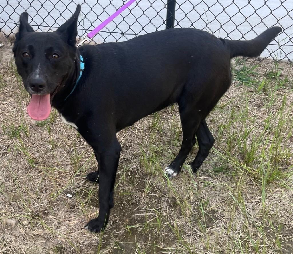 Ruby Sweetie Pie Playful Sweetheart, an adopted mixed breed in Richmond, VA image 1/2