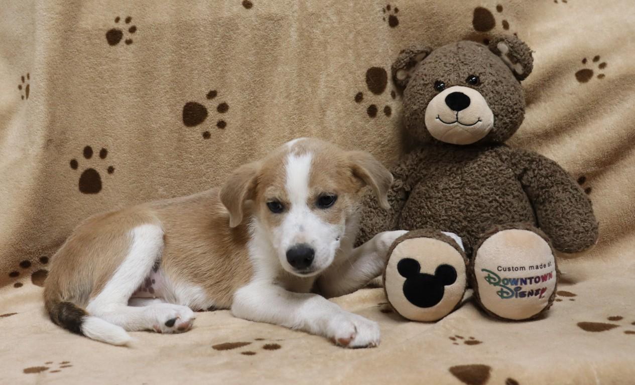 Punkin' Pie, ADOPTABLE, Puppy Female Labrador Retriever.