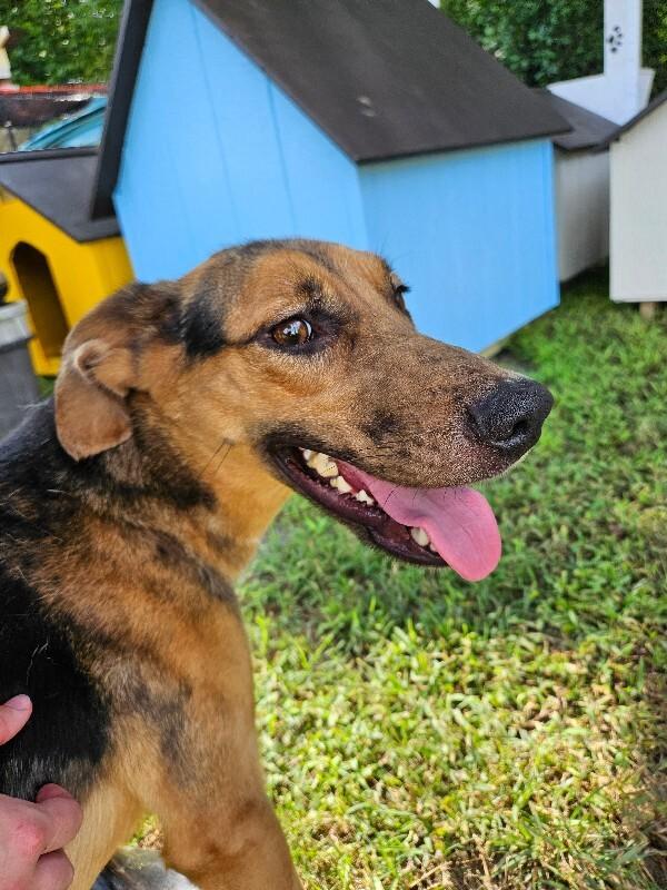 Alora, Adoptable, Young Female German Shepherd Dog & Mixed Breed.