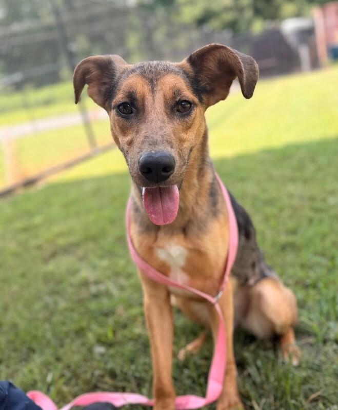 Enlarge Alora, a Adoptable mixed breed in Disputanta, VA image 2/6