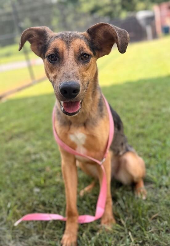 Enlarge Alora, a Adoptable mixed breed in Disputanta, VA image 3/6
