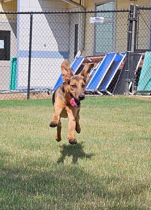 Enlarge Alora, a Adoptable mixed breed in Disputanta, VA image 4/6
