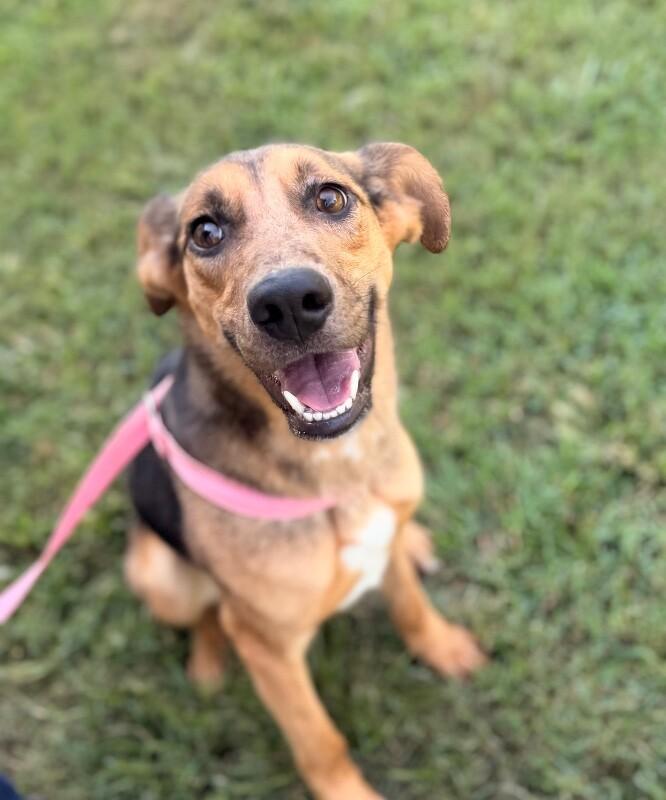 Enlarge Alora, a Adoptable mixed breed in Disputanta, VA image 5/6