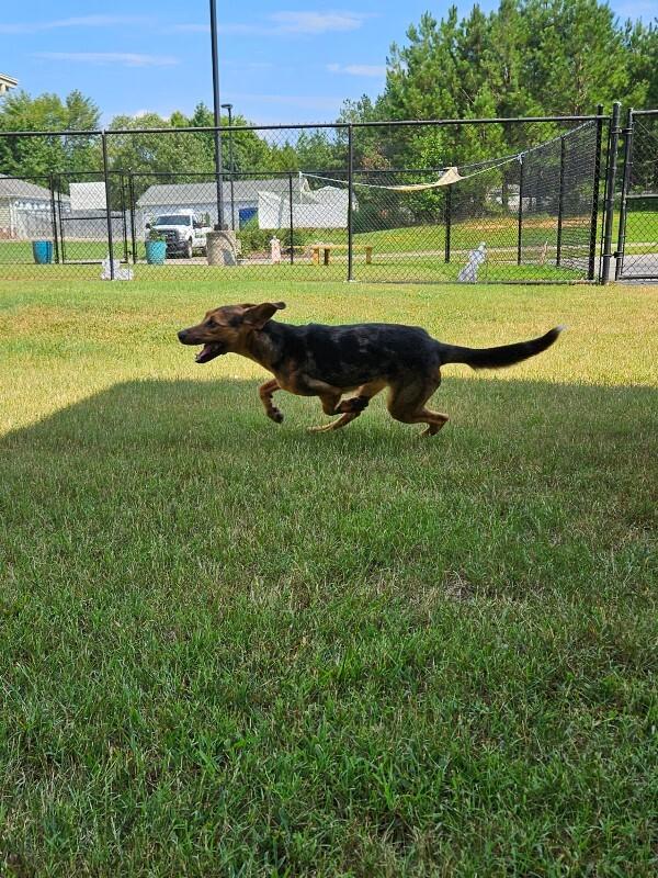 Enlarge Alora, a Adoptable mixed breed in Disputanta, VA image 6/6