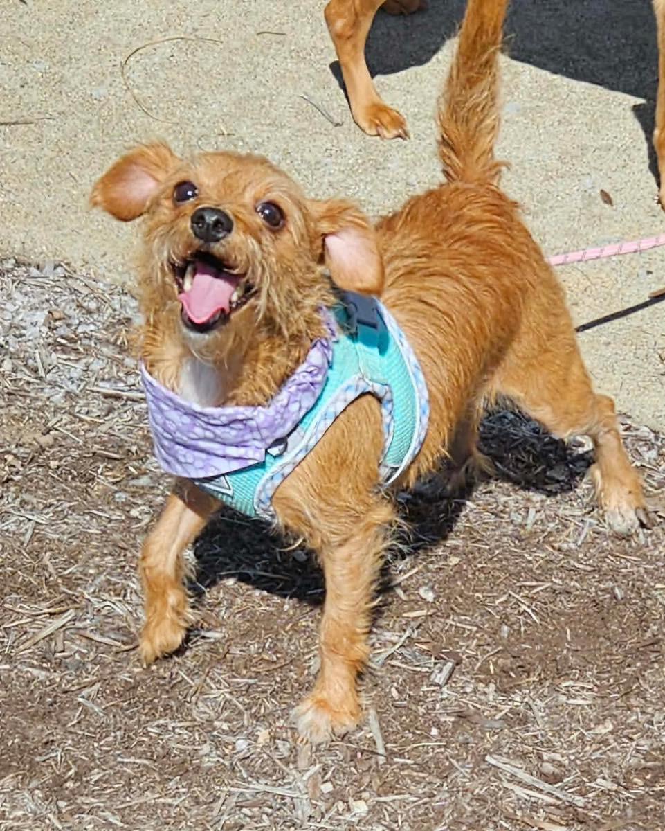 Muffin, Adopted, Adult Male Yorkshire Terrier & Chihuahua.