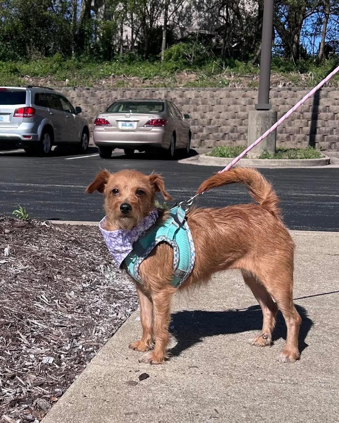 Enlarge Muffin, a Adopted mixed breed in Richmond, KY image 2/4
