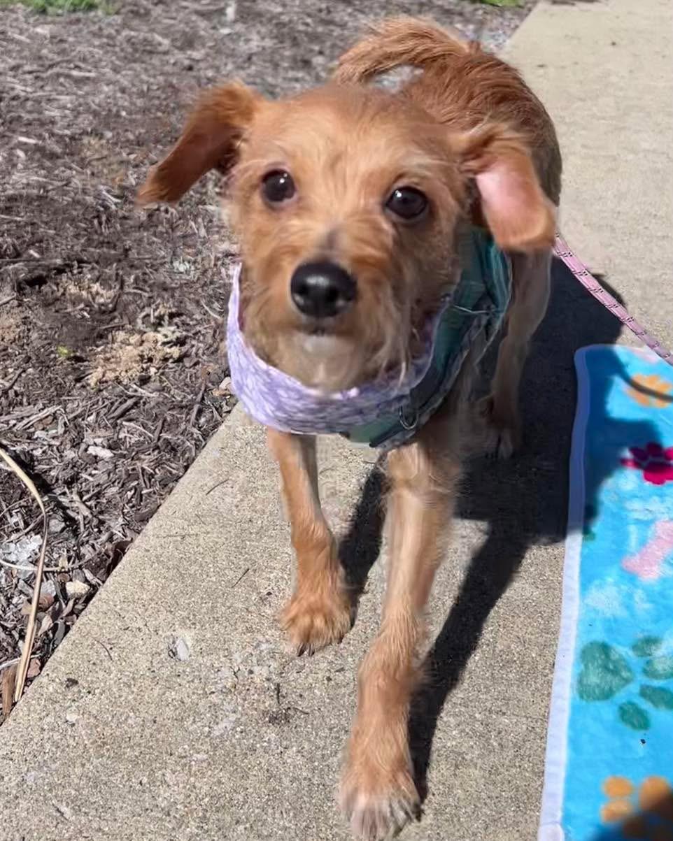 Enlarge Muffin, a Adopted mixed breed in Richmond, KY image 3/4