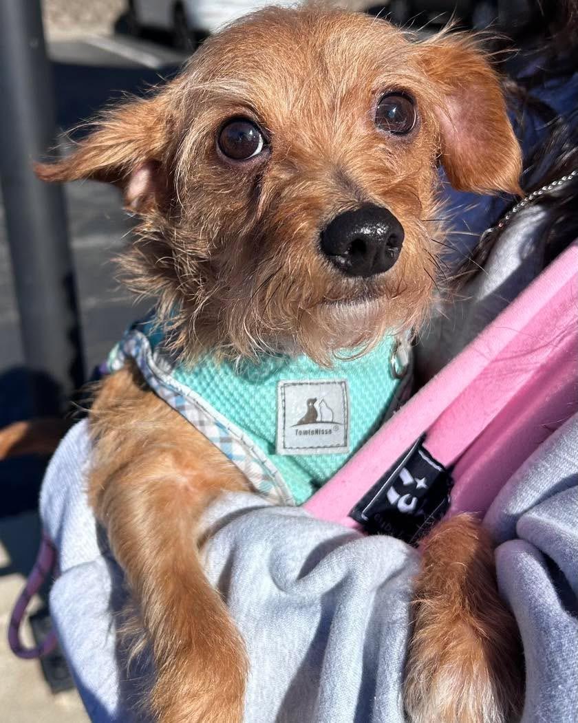 Enlarge Muffin, a Adopted mixed breed in Richmond, KY image 4/4