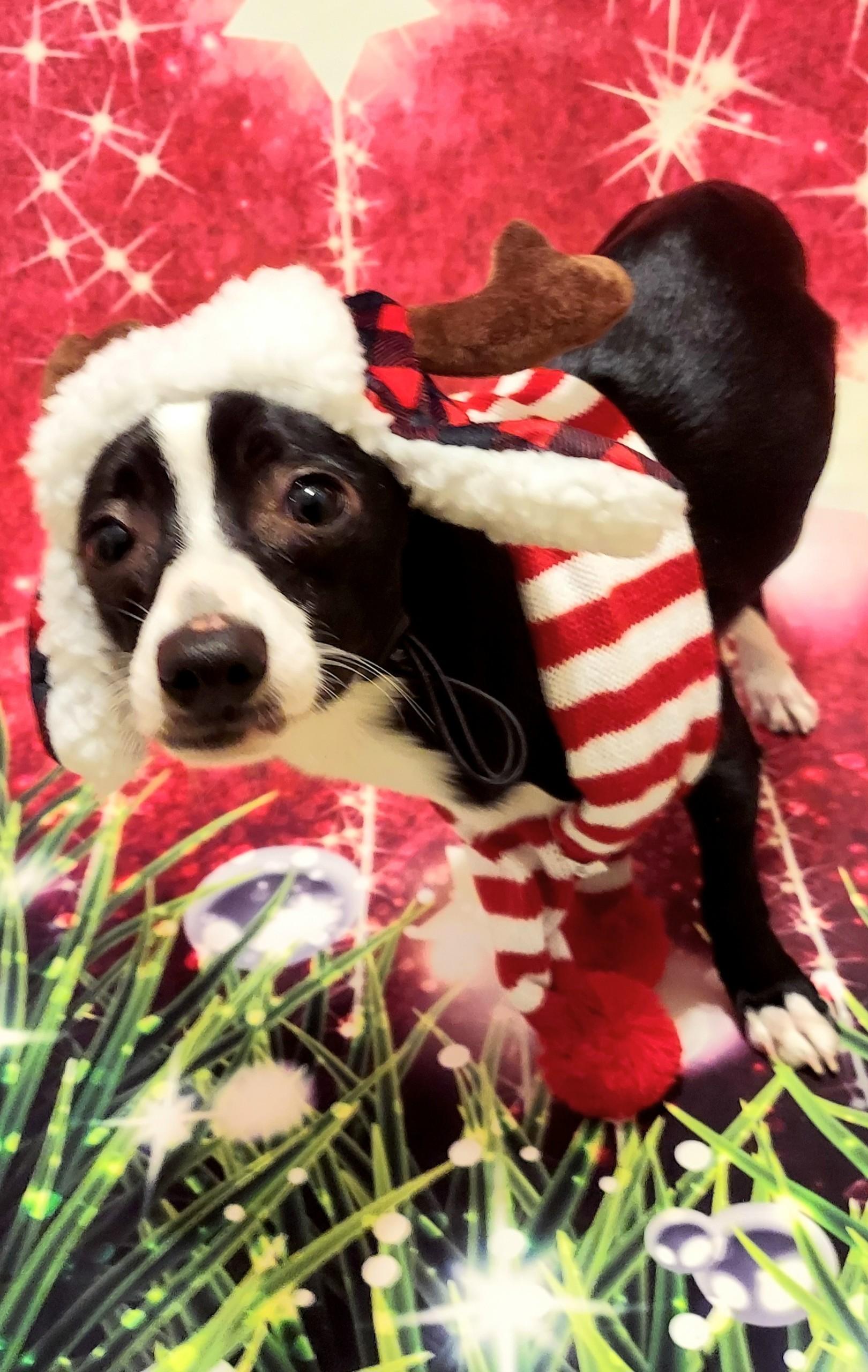 Houston, Adoptable, Young Male Chiweenie.