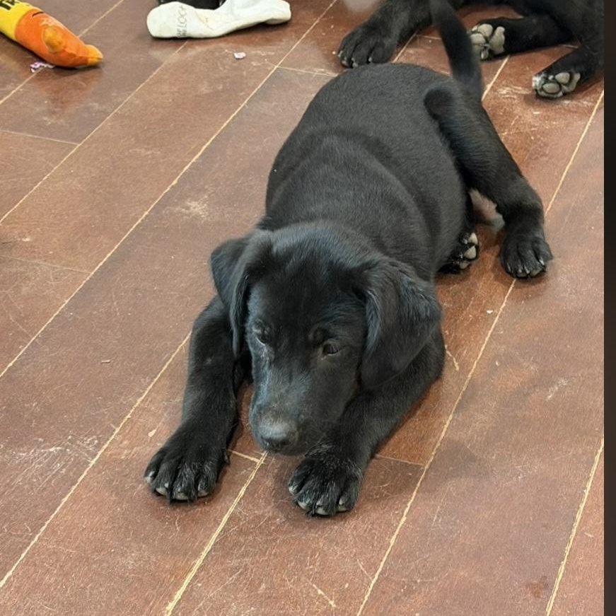 Astella, ADOPTABLE, Puppy Male Retriever.