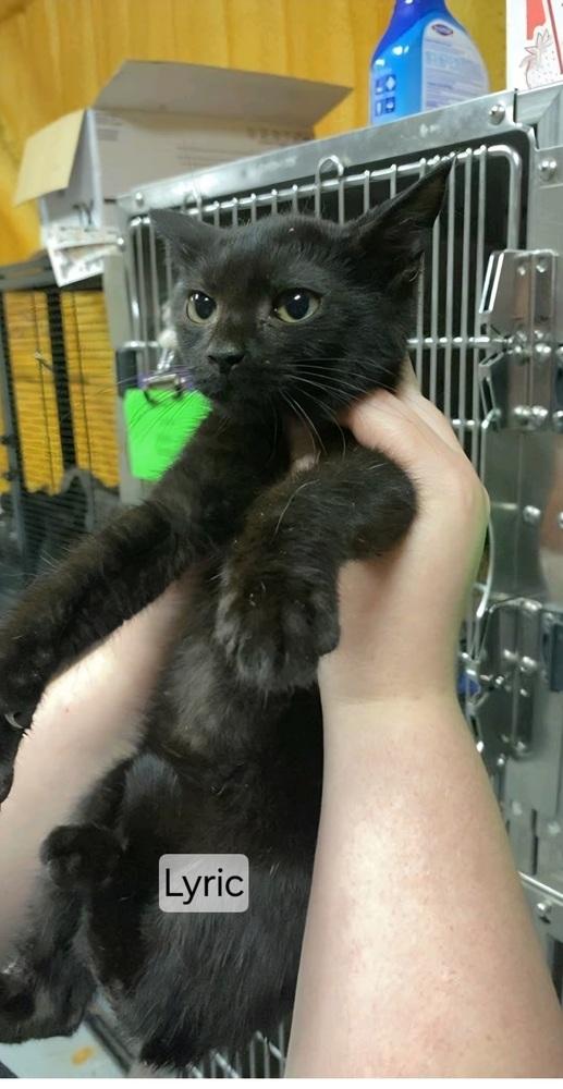 Enlarge Pulaski Cats : Lyric, a Adoptable Domestic Short Hair in Aurora, IN image 1/1