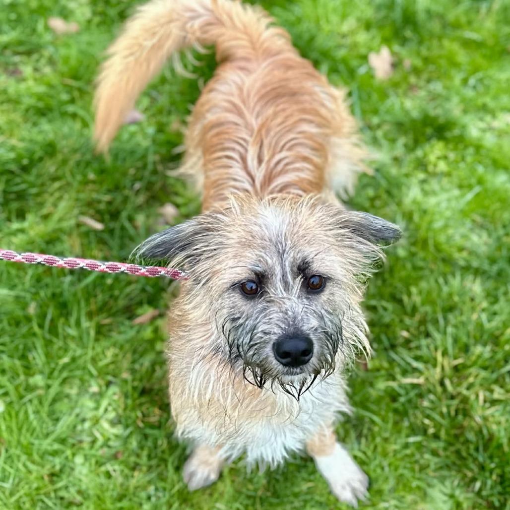 Enlarge Einstein, a Adoptable mixed breed in Newberg, OR image 2/6