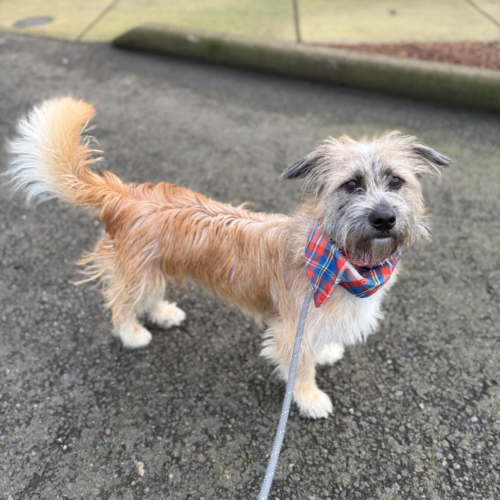 Enlarge Einstein, a Adoptable mixed breed in Newberg, OR image 4/6