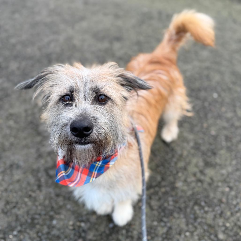 Enlarge Einstein, a Adoptable mixed breed in Newberg, OR image 5/6